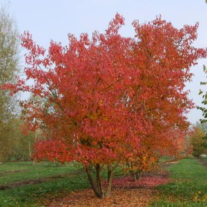 Javory ohnivé (Acer tataricum)